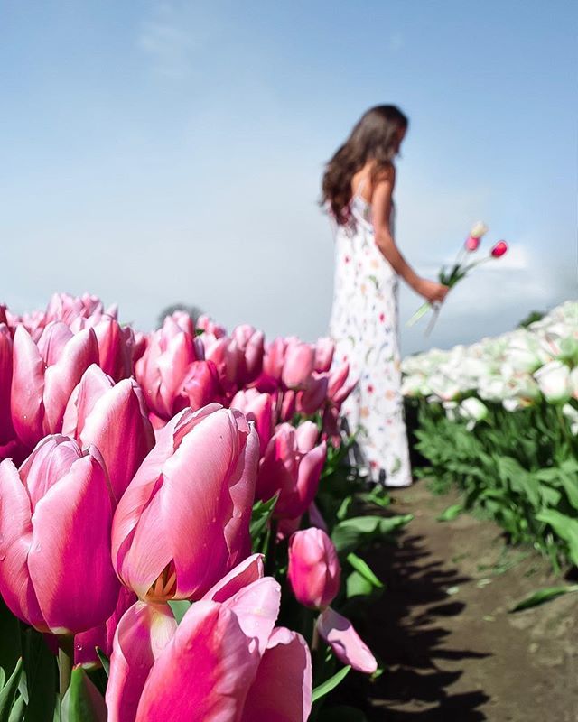 This #EarthDay remember that we should be looking after and caring for  the only planet we’ve got every second of every day. And also don’t forget to enjoy it.
—
Also, this photo was taken at a U-pick tulip site outside Amsterdam. Never walk in flower beds that are not your property and try not to disturb nature for the perfect photo. 🙃
—
#dametraveler #sheisnotlost #WeAreTravelGirls #femmetravel #SidewalkerDaily #Girlaroundworld #passionpassport #darlingescapes #gltLOVE #mylpmag #ladiesgoneglobal #lovetheworld #BBCtravel #fodorsonthego #timeoutsociety #iamatraveler #girlsmeetglobe #traveloffpath